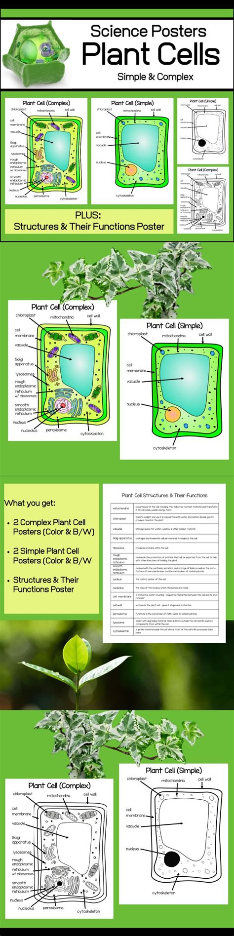 Plant Cell Posters Simple And Complex Simple Plant Cell Plant Cell