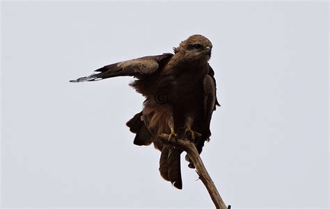 Black Kite | BIRDS in BACKYARDS