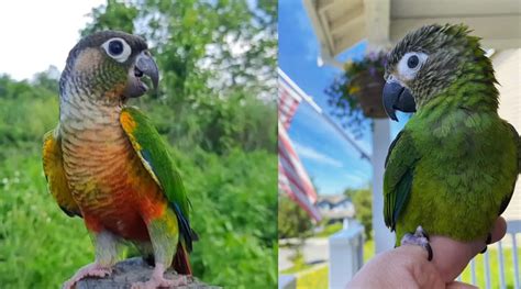 Dusky Conure Vs Green Cheek Which Bird Should You Befriend Birdaddicts