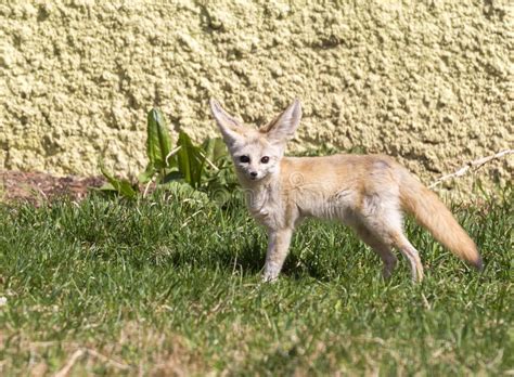 White Fennec Fox Desert Fox Big Ear Stock Photos Free And Royalty Free