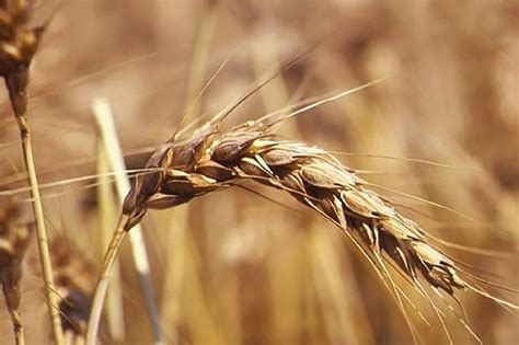 Le Grandi Proprietà Della Crusca Di Grano Tenero Azienda Agricola Le