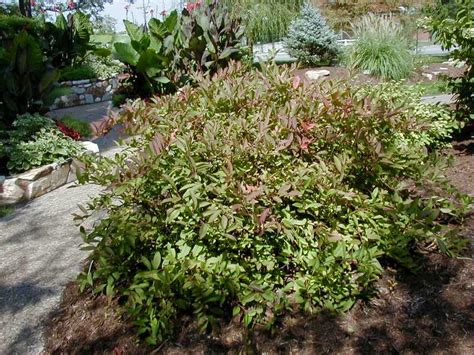 Finding My Garden: A plant I fancy: Itea Virginica 'Henry's Garnet'