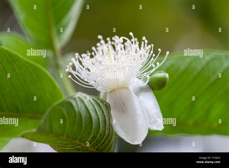 Guava flower photography hi-res stock photography and images - Alamy