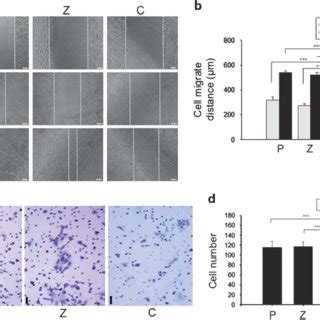 Cxcr Shrna Suppresses Htb Cell Migration And Invasion In Vitro A