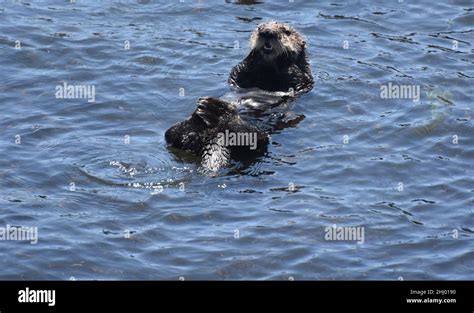 Adorable Sea Otter Floating On His Back In The Pacific Ocean Stock