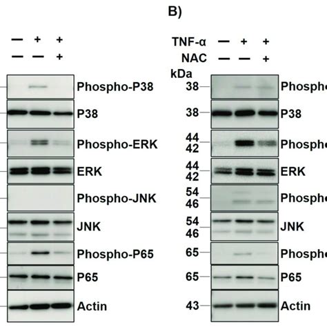 Western blot analysis for BSO or TNF α mediated MAPKs and NF κb p65