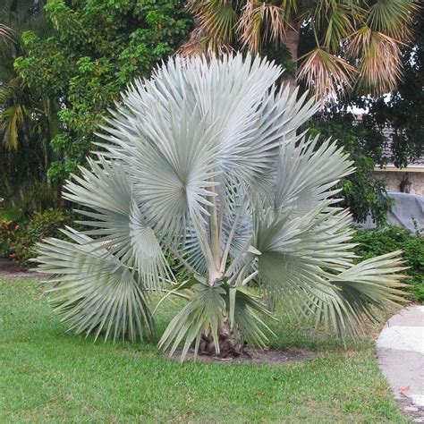 Bismarckia Nobilis Palmeira De Bismarck - CHUXAY GARDEN Silver Bismarckia Nobilis, Bismarck Palm 20 Semillas de ...