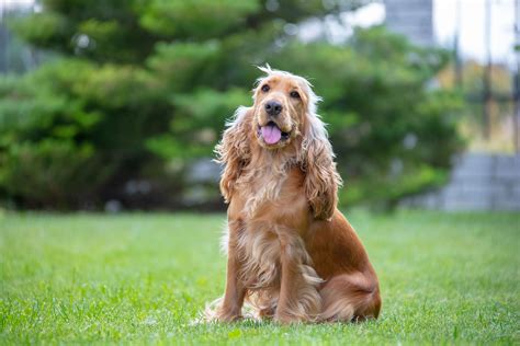 Actitud De Un Perro Feliz Entrenosotros Consum