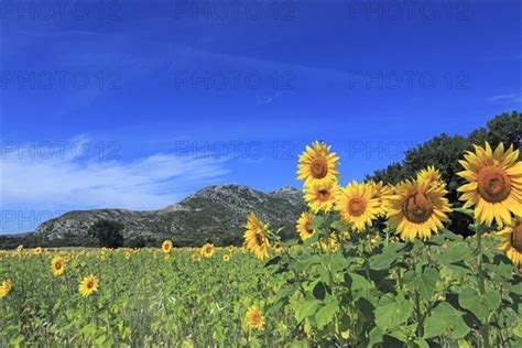 Champ De Tournesol Dans Les Alpilles Bouches Du Rh Ne Alexis G Photo