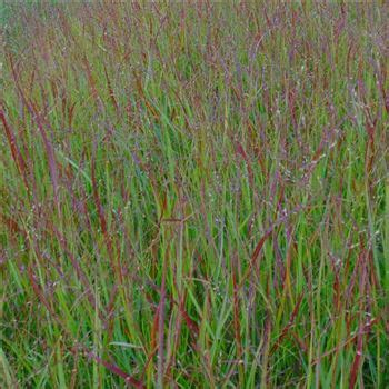 Panicum Virgatum Haense Herms Von Bruns Pflanzen