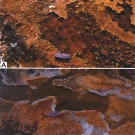 (A) Conical Microbial Mats in still side pools of hot springs in... | Download Scientific Diagram