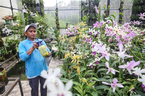 Budidaya Tanaman Anggrek Antara Foto