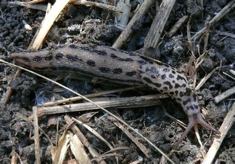 Ohio Birds and Biodiversity: Leopard Slug