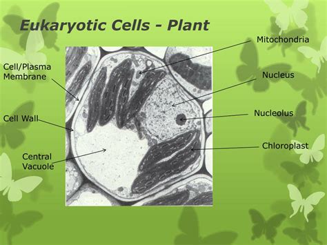 Ppt Cells Powerpoint Presentation Free Download Id 2877317