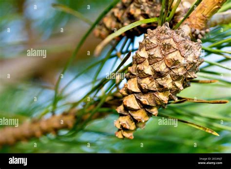 Scots Pine Pinus Sylvestris Close Up Of A Mature Pine Cone Hanging