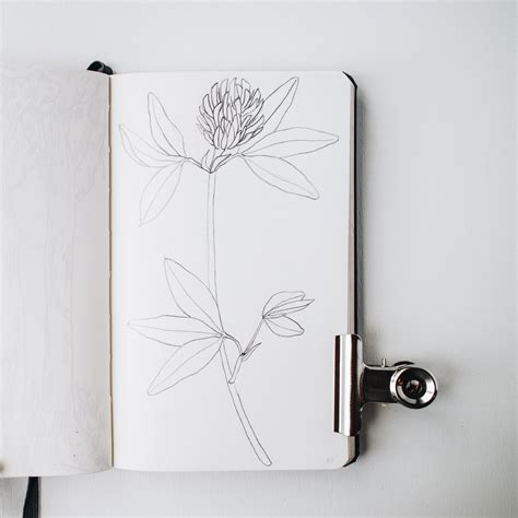 Botanical Sketchbook A Note On Plant Drawing Anna Farba Illustration