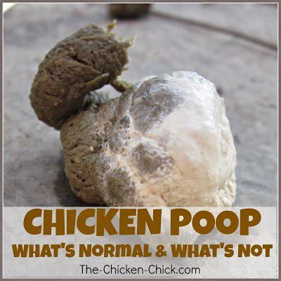 What’s the Scoop on Chicken Poop? The digestive system examined.