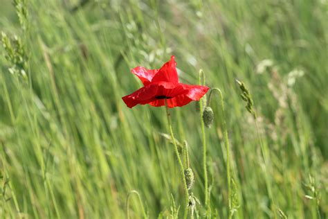 Red Poppy Flowers · Free Stock Photo