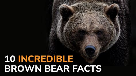 10 Incredible Brown Bear Facts Youtube