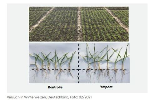 Ympact Nährstoffbeize Pflanzenschutz Corteva Agriscience