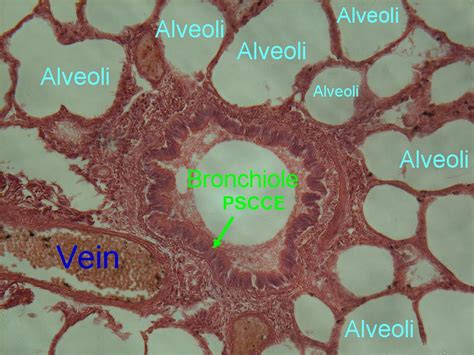 Respiratory Histology