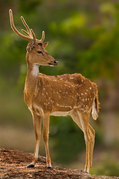 Wildlife Photography Sambar Deer Of India Deer Photography Deer