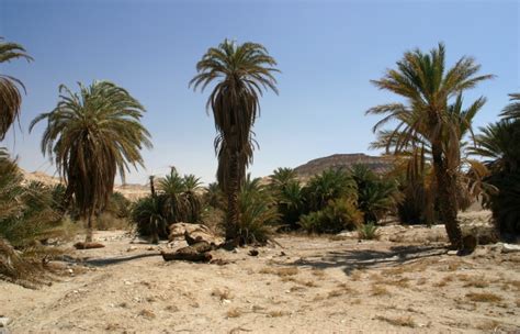 Lion Tracks Photo Qna Elim Second Stop In The Sinai Wilderness