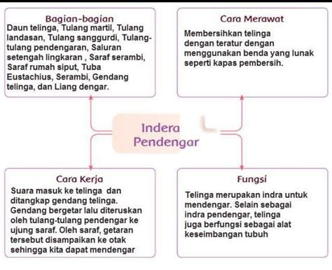 Cara Kerja Indra Pendengar Adalah Materi Belajar Online