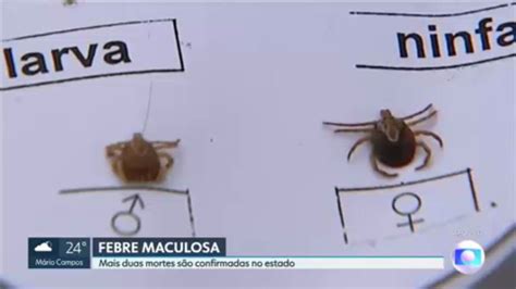 Vídeo Minas Gerais registra mais duas mortes por febre maculosa MG2 G1