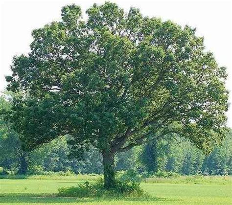 Swamp White Oak Seedlings Is A Low Maintenance Deciduous Tree White Oak Tree Native Plants