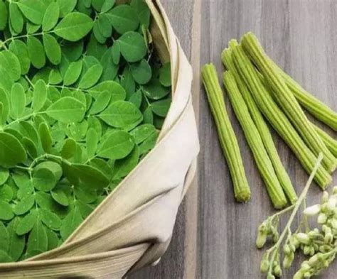 Moringa Leaves सेहत के लिए वरदान से कम नहीं हैं मोरिंगा के पत्ते दिल