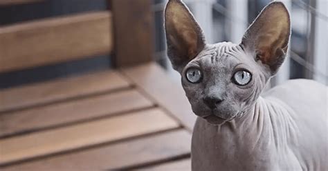 Sphynx Cat Breed Profile Info And Facts World Cat Finder