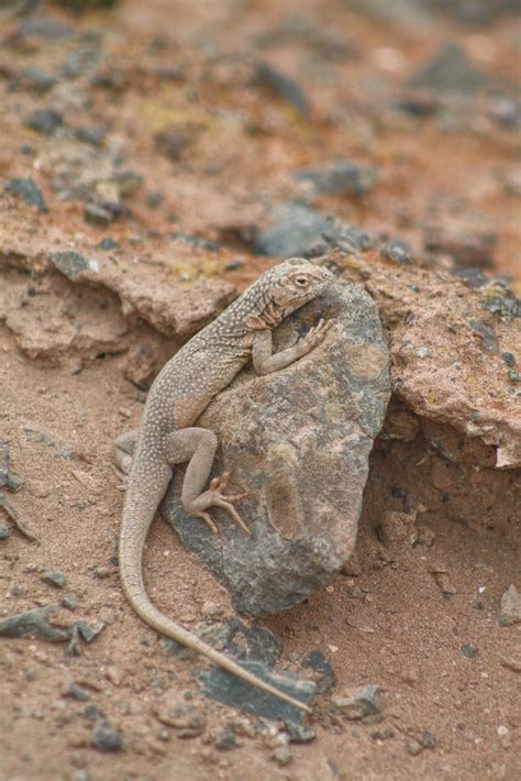 Small Pacific Iguana from Pozo Almonte Tarapacá Chile on November 9