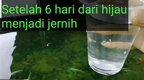 Hasil Setelah Hari Menjernihkan Air Kolam Ikan Yang Hijau Youtube