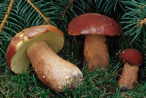 Boletus Subcaerulescens “almost Bluing King Bolete” The Bolete Filter