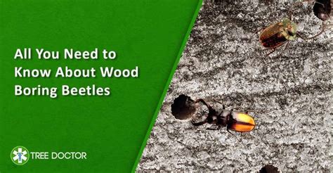 All You Need To Know About Wood Boring Beetles