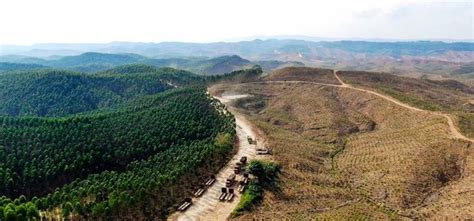 Studi Indonesia Penyumbang Terbesar Kerusakan Hutan Tropis Karena