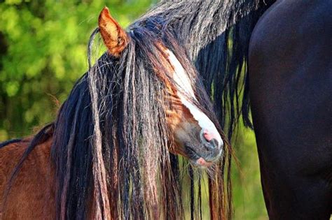 Do Horses Go Into Heat Heat Cycle Of Mares