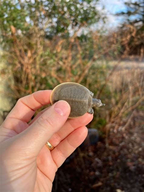 Gulf Coast Spiny Softshell Turtle Baby Apalone Spinifera Aspera One