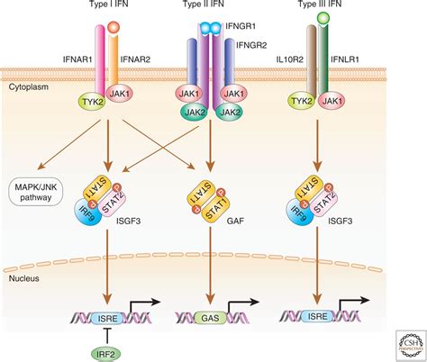 The Interferon Ifn Class Of Cytokines And The Ifn Regulatory Factor Irf Transcription Factor