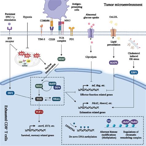 Frontiers Strategies To Reinvigorate Exhausted Cd T Cells In Tumor