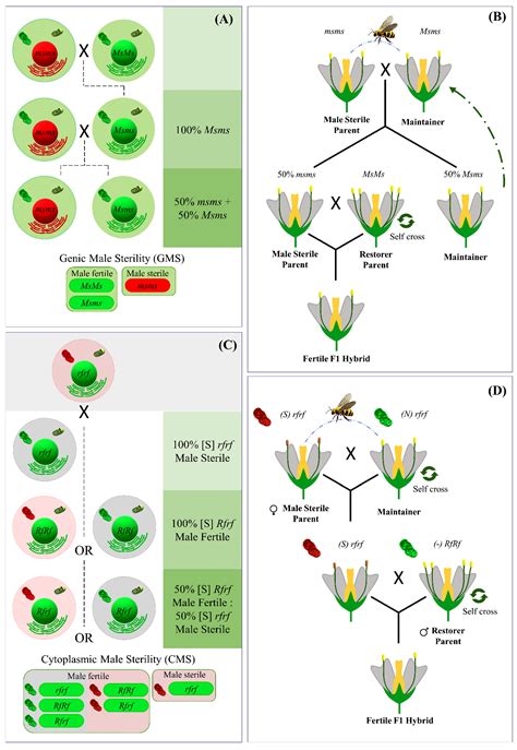 Plants | Free Full-Text | Protoplast Technology and Somatic ...
