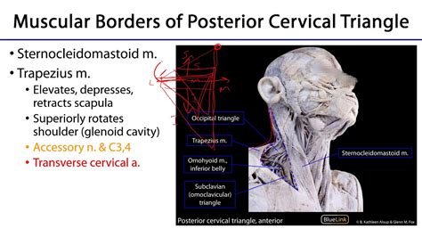 Posterior Triangle And Muscles Posterior Neck Lo Youtube