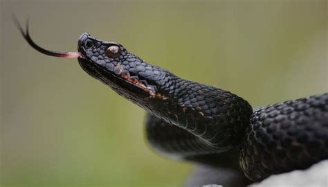 Allarme Serpenti A Roma Decine Di Richieste Di Aiuto Cosa Fare Se Se