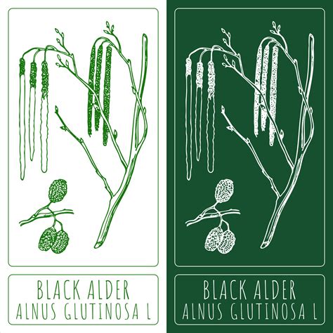 Drawings BLACK ALDER. Hand drawn illustration. Latin name ALNUS
