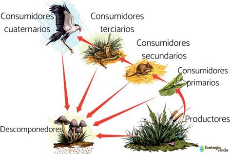 Cadena Trófica O Cadena Alimenticia Qué Es Tipos Y Ejemplos Resumen