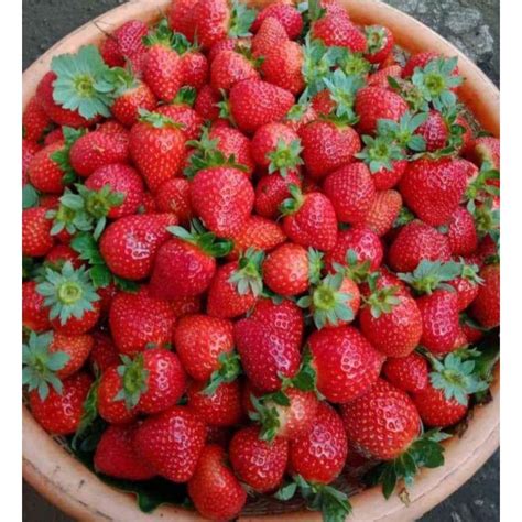 Jual Buah Strawberry Bali Fresh Petik Kg Shopee Indonesia