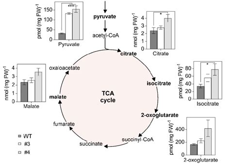 Organic Acids Of The Tca Cycle Accumulate In Arabidopsis Grxs15 K83a