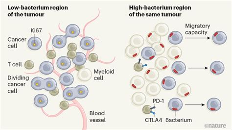 A Spatial Perspective On Bacteria In Tumours