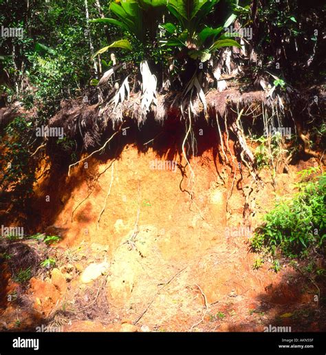 Tropical Soil Profile Seychelles Stock Photo Alamy